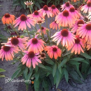 Butterfly™ 'Rainbow Marcella' PPAF