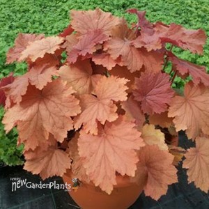 Mega Caramel® Coral Bells