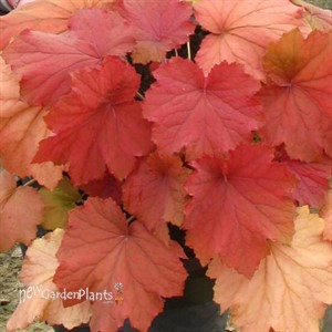 Mega Caramel® Coral Bells
