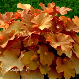 Mega Caramel® Coral Bells