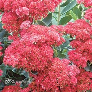 'Autumn Joy' Stonecrop