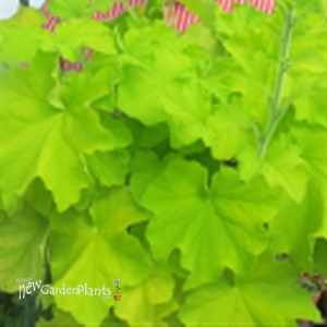 Guacamole  Coral Bells