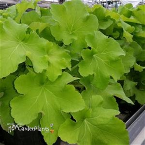 Guacamole  Coral Bells