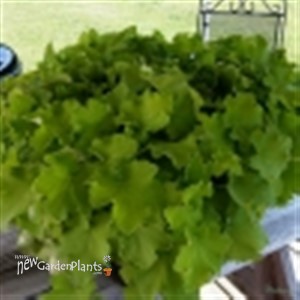 Guacamole  Coral Bells