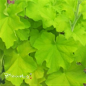 Guacamole  Coral Bells