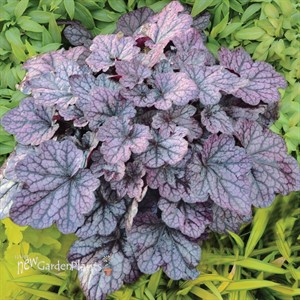 'Grape Expectations'  Coral Bells