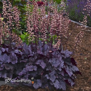 'Grape Expectations'  Coral Bells
