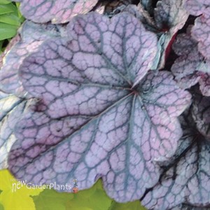 'Grape Expectations'  Coral Bells