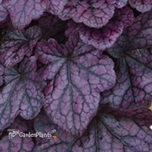 'Grape Expectations'  Coral Bells