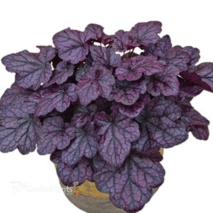 'Grape Expectations'  Coral Bells