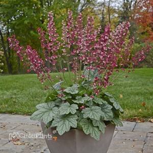 'Berry Timeless'  Coral Bells