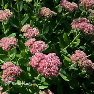 'Autumn Joy' Stonecrop
