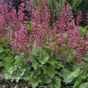 'Berry Timeless'  Coral Bells