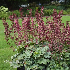 'Berry Timeless'  Coral Bells