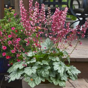 'Berry Timeless'  Coral Bells