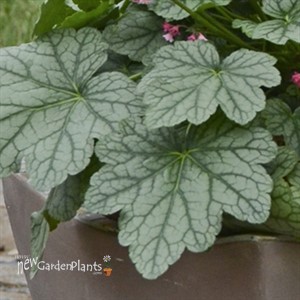 'Berry Timeless'  Coral Bells