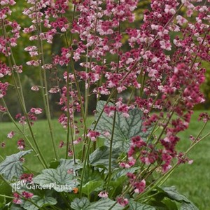 'Berry Timeless'  Coral Bells