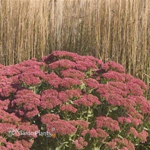 'Autumn Joy' Stonecrop