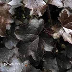 'Blackout'   Coral Bells