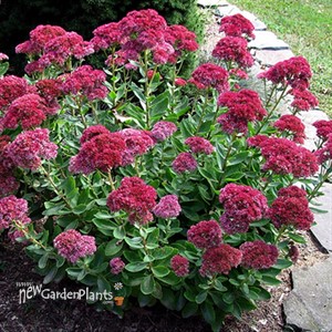 'Autumn Joy' Stonecrop