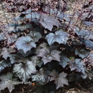 'Blackout'   Coral Bells