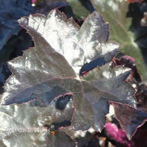 'Blackout'   Coral Bells