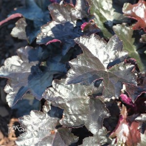 'Blackout'   Coral Bells