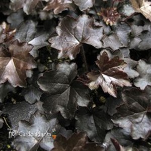 'Blackout'   Coral Bells