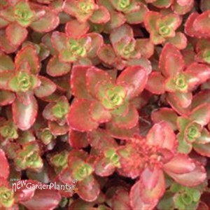 'Fulda Glow' Stonecrop