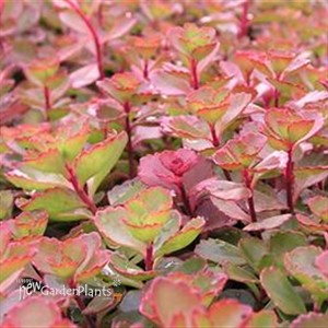 'Fulda Glow' Stonecrop