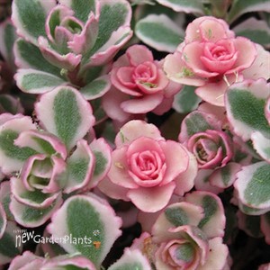 'Tricolor' Stonecrop