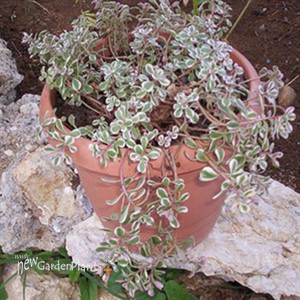 'Tricolor' Stonecrop