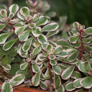 'Tricolor' Stonecrop