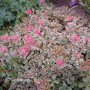 'Tricolor' Stonecrop