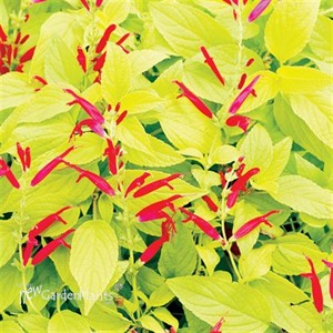 Golden Delicious 'Pineapple Sage'