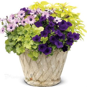 Golden Delicious 'Pineapple Sage'