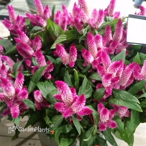 Celosia Intenz Classic