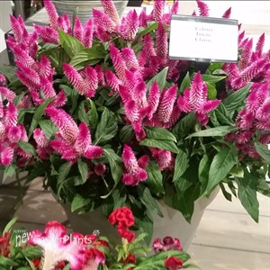 Celosia Intenz Classic
