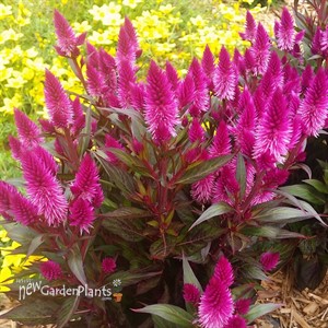 Celosia Intenz Classic