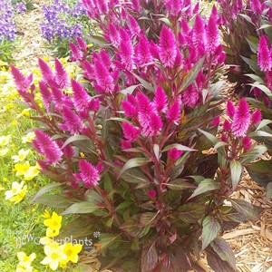 Celosia Intenz Classic