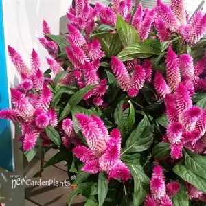 Celosia Intenz Classic