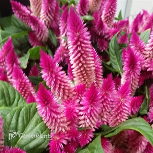 Celosia Intenz Classic