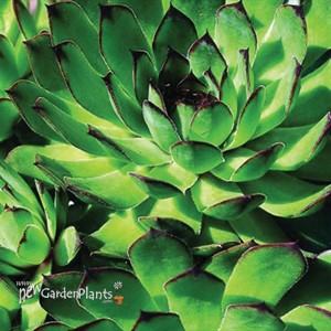 Hen & Chicks 'Carmen'