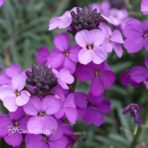 'Bowles Mauve' Wallflower