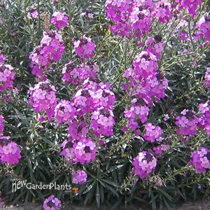 'Bowles Mauve' Wallflower