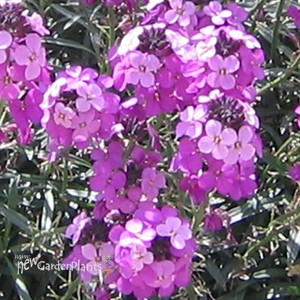 'Bowles Mauve' Wallflower