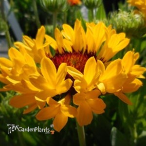 Blanket Flower, 'Fanfare™ Citronella'