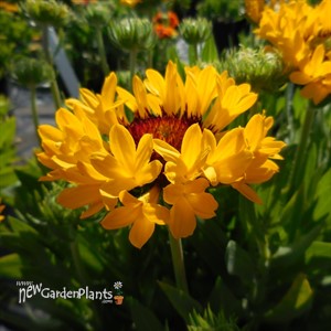 Blanket Flower, 'Fanfare™ Citronella'