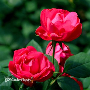 Oso Easy® Double Red Landscape Roses x