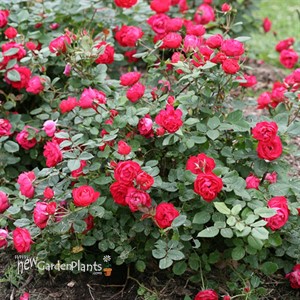 Oso Easy® Double Red Landscape Roses x